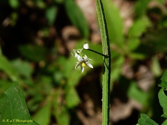 {Solanum ptychanthum}
